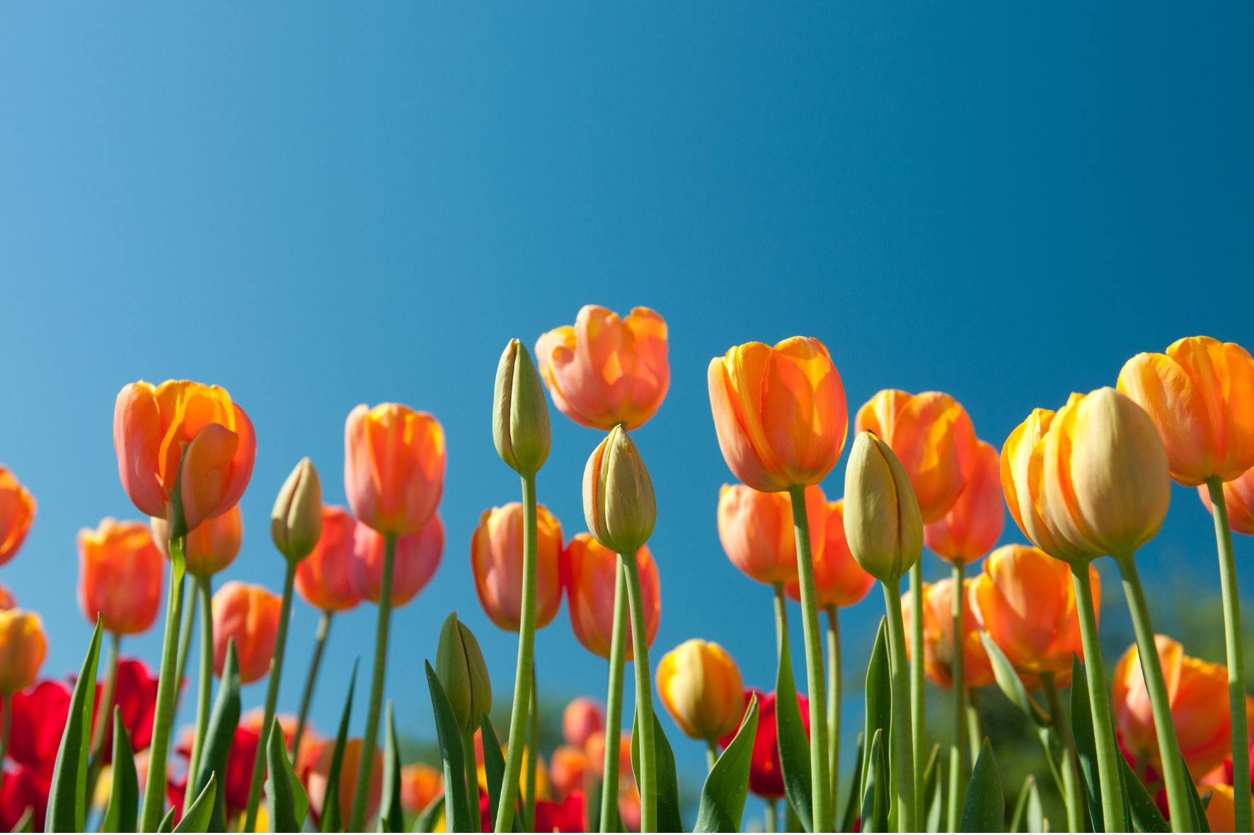 Immagine che raffigura Aperte le iscrizioni per il Centro ricreativo primaverile 2025